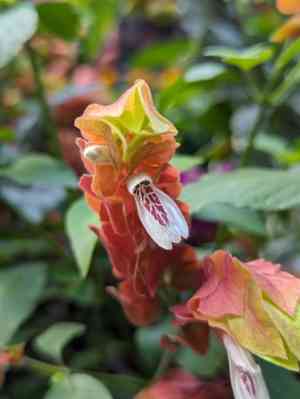 Shrimp plant(Justicia brandegeeana)