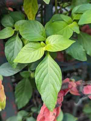 Shrimp plant(Justicia brandegeeana)