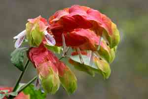 Shrimp plant(Justicia brandegeeana)