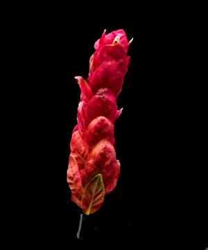 Shrimp plant(Justicia brandegeeana)