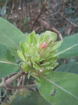 Brazilian-plume(Justicia carnea)