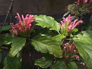 Brazilian-plume(Justicia carnea)