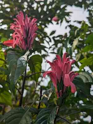 Brazilian-plume(Justicia carnea)