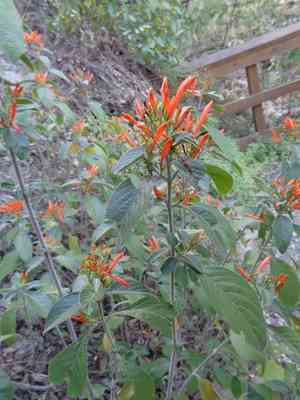 Mexican honeysuckle(Justicia spicigera)