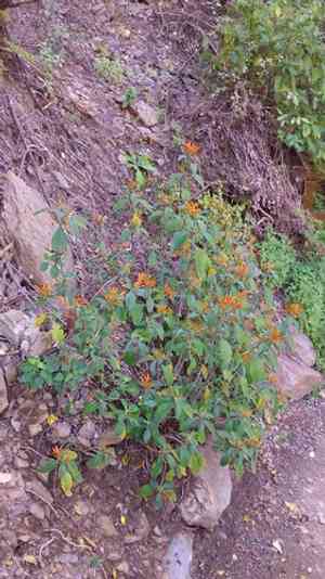 Mexican honeysuckle(Justicia spicigera)