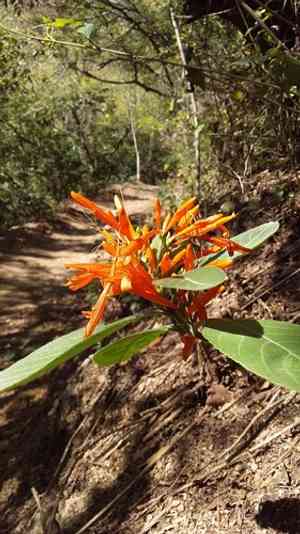 Mexican honeysuckle(Justicia spicigera)