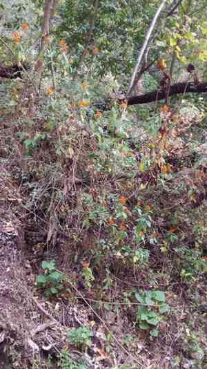 Mexican honeysuckle(Justicia spicigera)