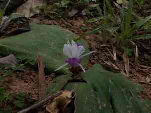 Kencur(Kaempferia galanga)