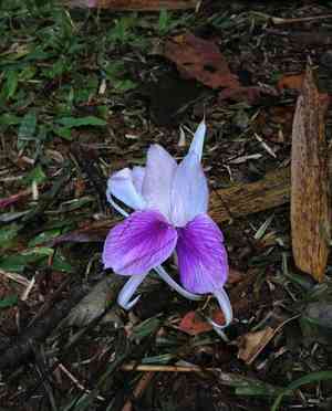 Tropical-crocus(Kaempferia rotunda)