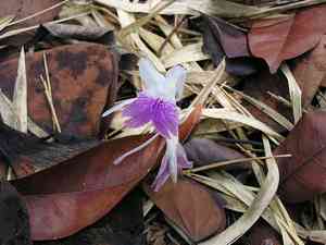 Tropical-crocus(Kaempferia rotunda)