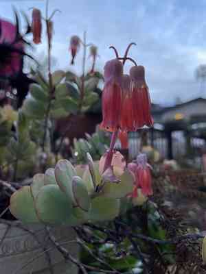 Marnier's kalanchoe(Kalanchoe marnieriana)