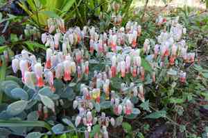 Marnier's kalanchoe(Kalanchoe marnieriana)