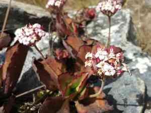 Walking Kalanchoe(Kalanchoe synsepala)