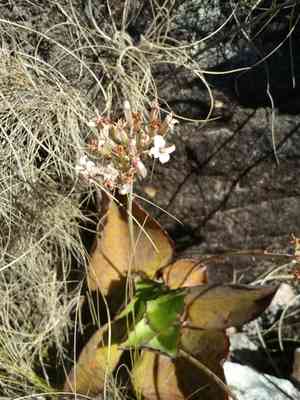 Walking Kalanchoe(Kalanchoe synsepala)