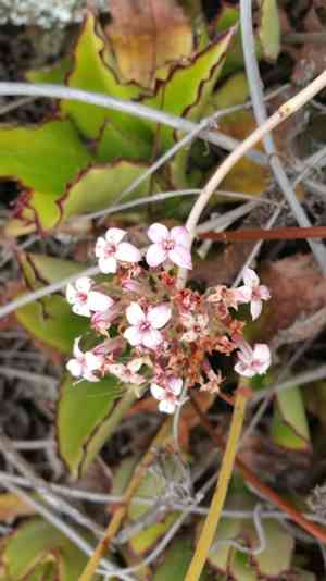 Walking Kalanchoe(Kalanchoe synsepala)