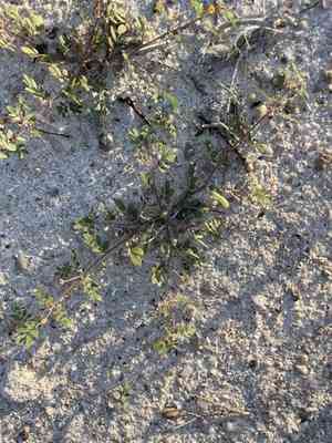 California caltrop(Kallstroemia californica)