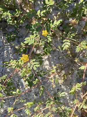 California caltrop(Kallstroemia californica)