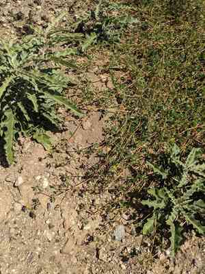 California caltrop(Kallstroemia californica)