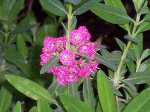 Sheep laurel(Kalmia angustifolia)