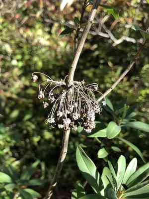 Sheep laurel(Kalmia angustifolia)