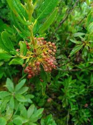 Sheep laurel(Kalmia angustifolia)