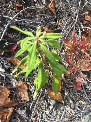 Sheep laurel(Kalmia angustifolia)