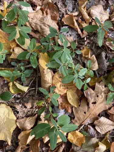 Sheep laurel(Kalmia angustifolia)
