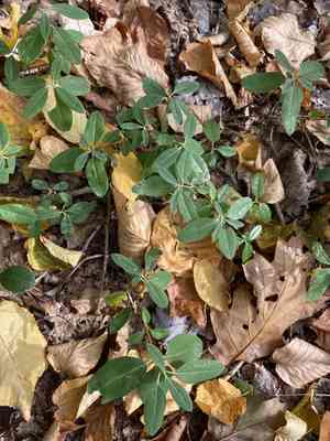 Sheep laurel(Kalmia angustifolia)