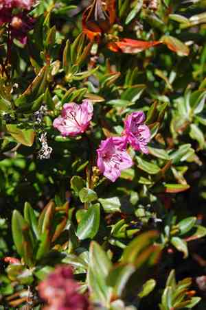 Bog-laurel(Kalmia microphylla)