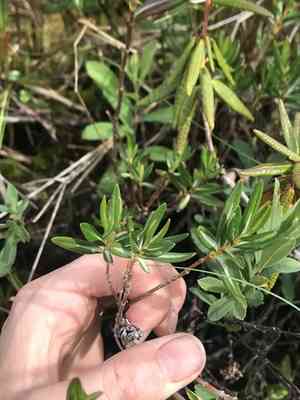 Bog-laurel(Kalmia microphylla)