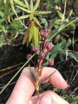 Bog-laurel(Kalmia microphylla)