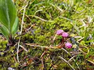 Bog-laurel(Kalmia microphylla)