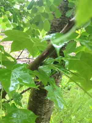 Prickly castor oil tree(Kalopanax septemlobus)