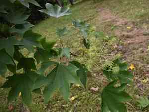 Prickly castor oil tree(Kalopanax septemlobus)