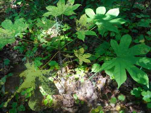 Prickly castor oil tree(Kalopanax septemlobus)