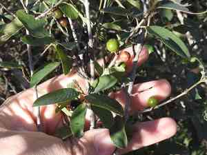 Coyotillo(Karwinskia humboldtiana)