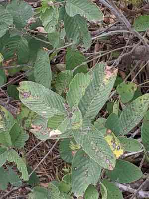 Coyotillo(Karwinskia humboldtiana)