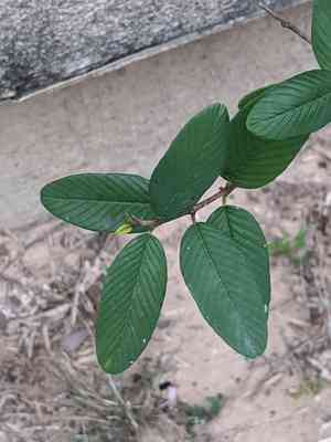 Coyotillo(Karwinskia humboldtiana)