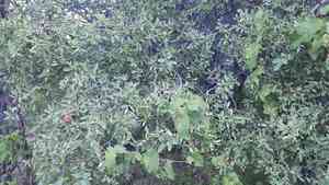 Coyotillo(Karwinskia humboldtiana)