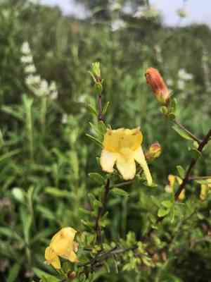 Snapdragon penstemon(Keckiella antirrhinoides)