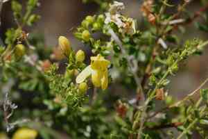 Snapdragon penstemon(Keckiella antirrhinoides)