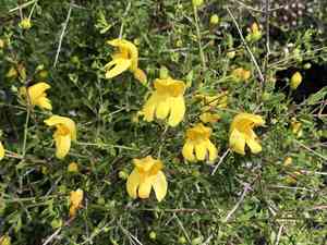 Snapdragon penstemon(Keckiella antirrhinoides)