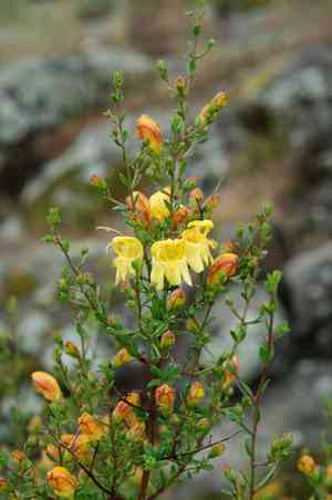 Snapdragon penstemon(Keckiella antirrhinoides)