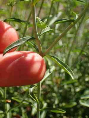 Bush beardtongue(Keckiella breviflora)