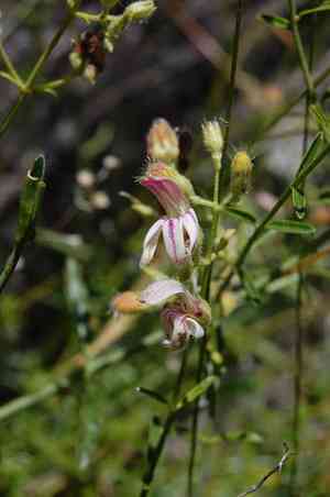 Bush beardtongue(Keckiella breviflora)