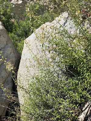 Bush beardtongue(Keckiella breviflora)