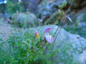 Bush beardtongue(Keckiella breviflora)