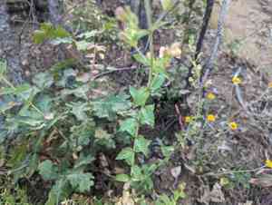 Lemmon's keckiella(Keckiella lemmonii)