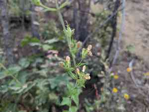 Lemmon's keckiella(Keckiella lemmonii)