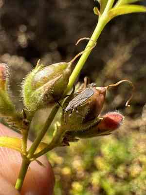 Lemmon's keckiella(Keckiella lemmonii)